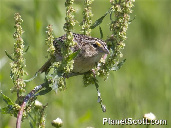 Grasshopper Sparrow (Ammodramus savannarum)