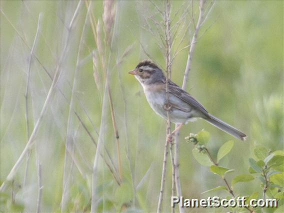 Clay-colored Sparrow (Spizella pallida)