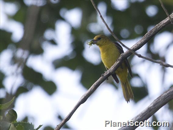 Orchard Oriole (Icterus spurius)