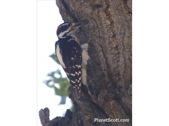 Hairy Woodpecker (Picoides villosus)