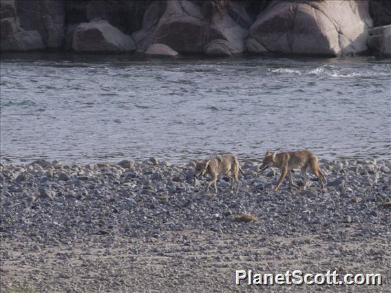 Coyote (Canis latrans)