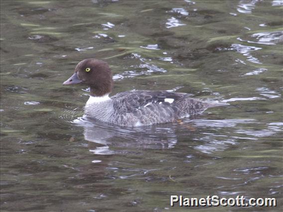 Common Goldeneye (Bucephala clangula) - Female