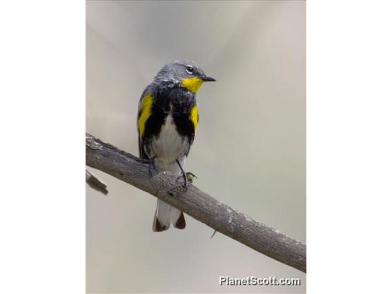 Yellow-rumped Warbler (Setophaga coronata) - Audubon's Male