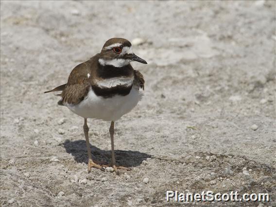 Killdeer (Charadrius vociferus)