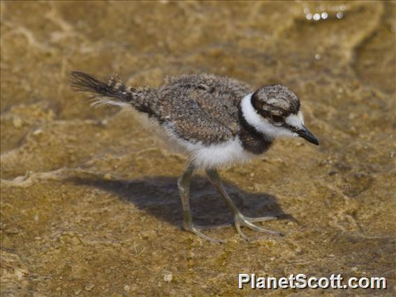 Killdeer (Charadrius vociferus) - Juvenile