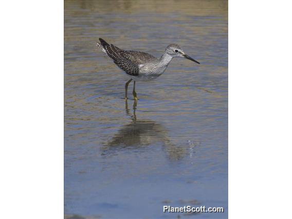 Lesser Yellowlegs (Tringa flavipes)