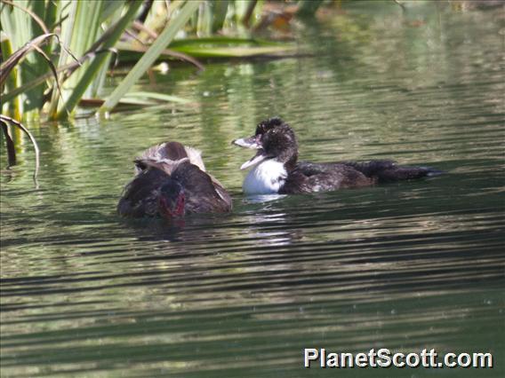 Muscovy Duck (Cairina moschata) - Juvenile