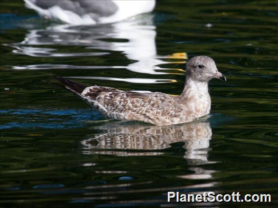 Mew Gull (Larus canus)