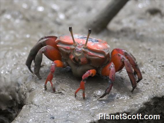 Fiddler Crab (Uca arcuata) - Female