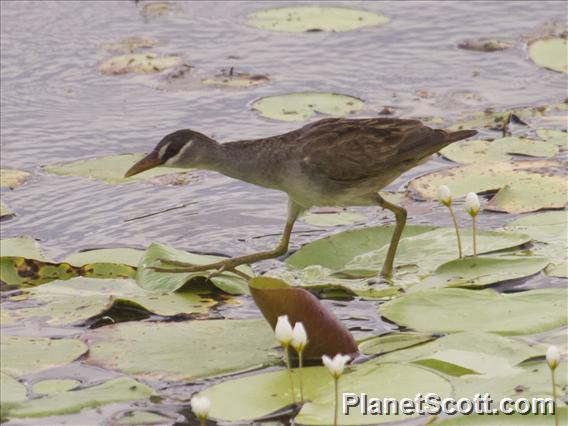 White-browed Crake (Amaurornis cinerea)