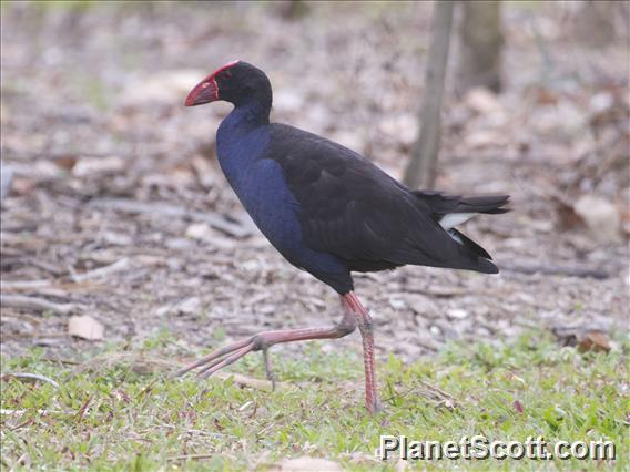 Purple Swamphen (Porphyrio melanotus)