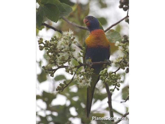 Rainbow Lorikeet (Trichoglossus haematodus)