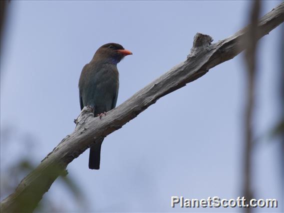 Dollarbird (Eurystomus orientalis)