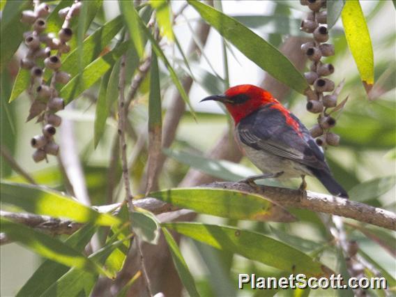 Scarlet Myzomela (Myzomela sanguinolenta)