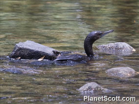 Little Black Cormorant (Phalacrocorax sulcirostris)