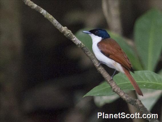 Shining Flycatcher (Myiagra alecto) - Female