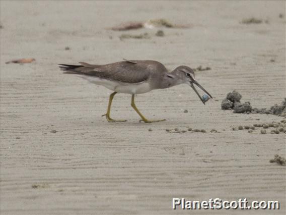 Gray-tailed Tattler (Tringa brevipes)