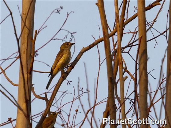 Rufous Whistler (Pachycephala rufiventris) - Female