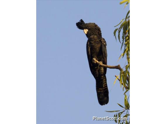 Red-tailed Black-Cockatoo (Calyptorhynchus banksii)