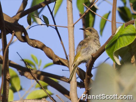 Brown Honeyeater (Lichmera indistincta)