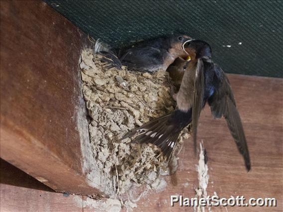 Welcome Swallow (Hirundo neoxena)