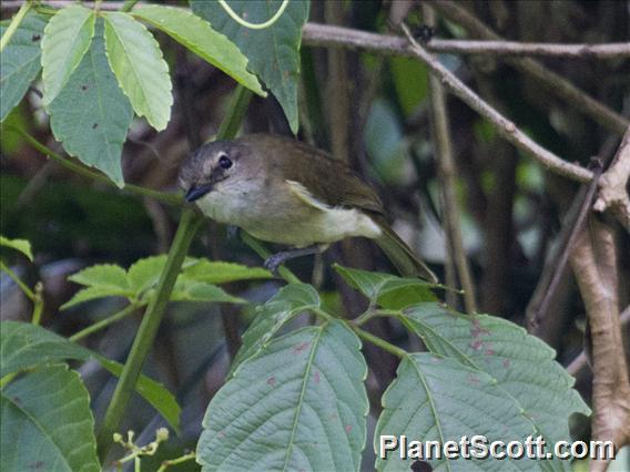 Large-billed Gerygone (Gerygone magnirostris)