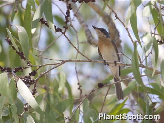 Leaden Flycatcher (Myiagra rubecula) - Female