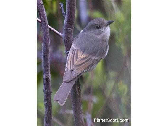 Golden Whistler (Pachycephala pectoralis) - Immature