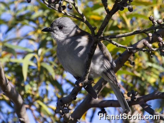 Gray Shrike-thrush (Colluricincla harmonica harmonica)