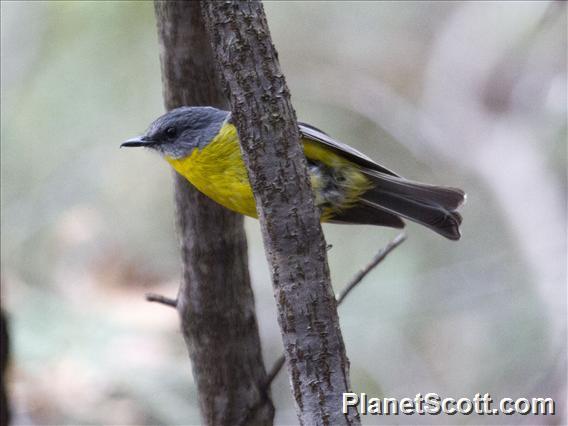 Eastern Yellow Robin (Eopsaltria australis)