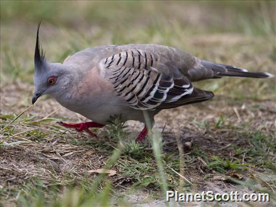 Crested Pigeon (Ocyphaps lophotes)