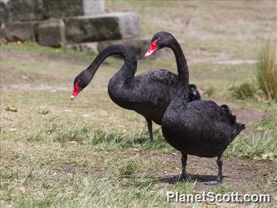 Black Swan (Cygnus atratus)