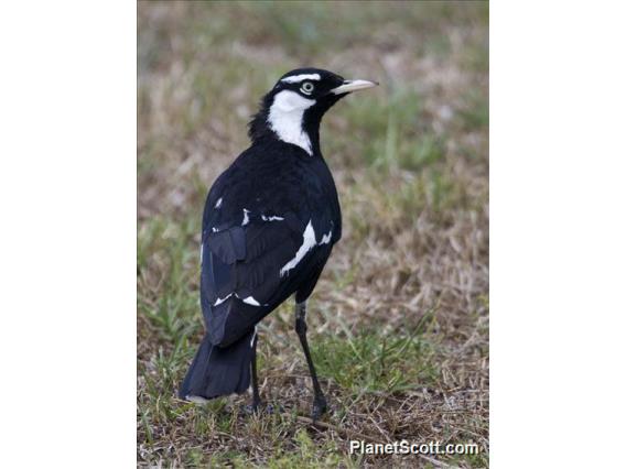 Magpie-lark (Grallina cyanoleuca)