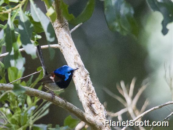 Variegated Fairywren (Malurus lamberti) - Male