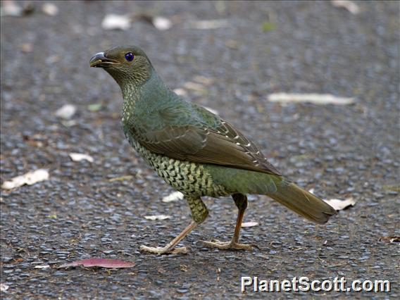 Satin Bowerbird (Ptilonorhynchus violaceus) - Female