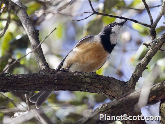 Rufous Whistler (Pachycephala rufiventris)