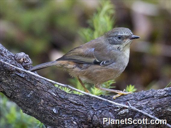 White-browed Scrubwren (Sericornis frontalis frontalis)