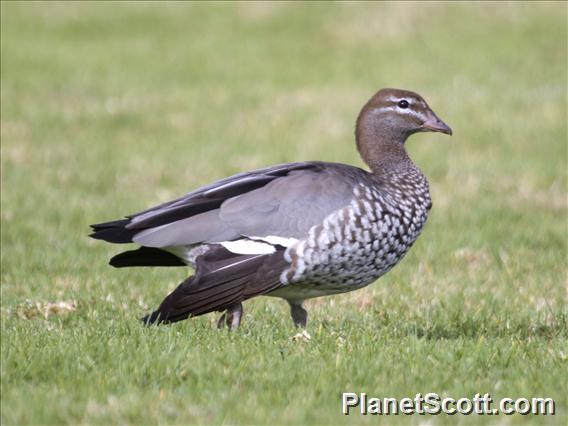 Maned Duck (Chenonetta jubata) - Female