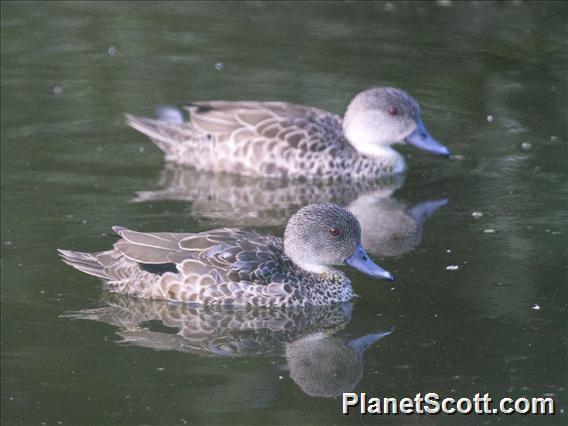 Gray Teal (Anas gracilis)