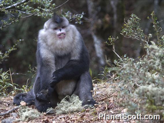 Black Snub-nosed Monkey (Pygathrix beiti)