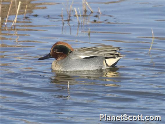 Green-winged Teal (Anas crecca) - Male