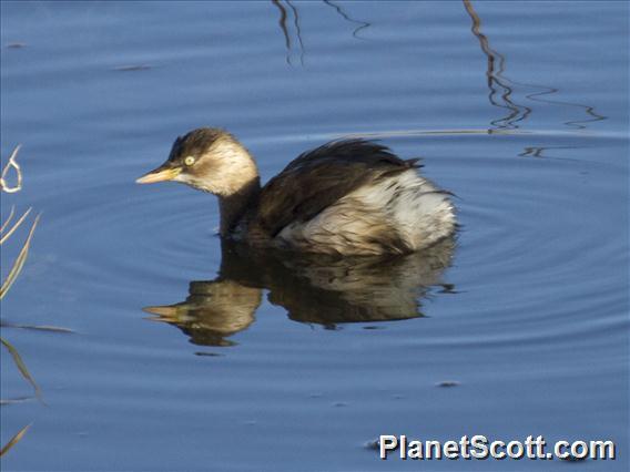 Little Grebe (Tachybaptus ruficollis)