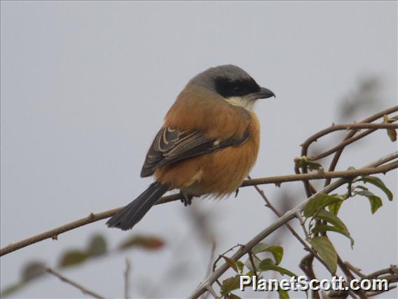 Long-tailed Shrike (Lanius schach)