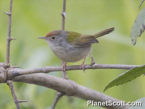 Common Tailorbird (Orthotomus sutorius)