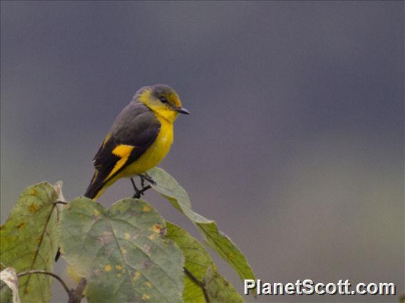 Short-billed Minivet (Pericrocotus brevirostris) - Female