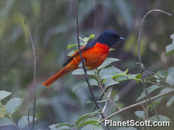 Short-billed Minivet (Pericrocotus brevirostris) - Male