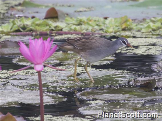 White-browed Crake (Amaurornis cinerea)