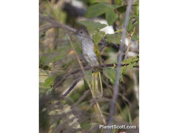 Mountain Bulbul (Ixos mcclellandii)