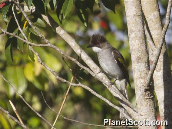 Ashy Bulbul (Hemixos flavala)