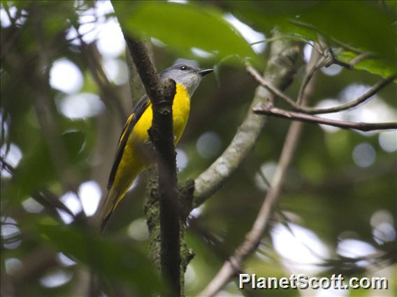 Gray-chinned Minivet (Pericrocotus solaris) - Female